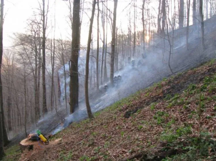 Pożar lasu w Żegiestowie