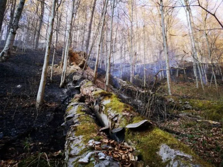 Pożar lasu w Żegiestowie