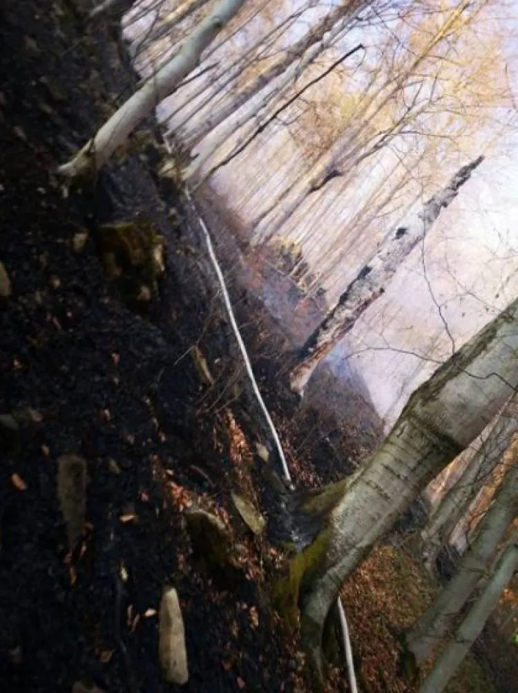 Pożar lasu w Żegiestowie