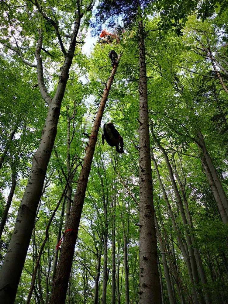 paralotniarz zawisł na drzewie w masywie Cietnia nad Wiśniową