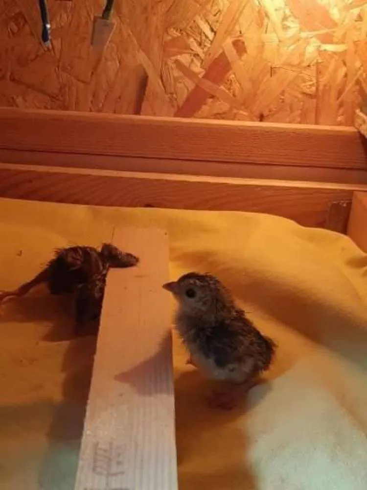 W Muszynie wykluły się pierwsze pisklęta Feniksa