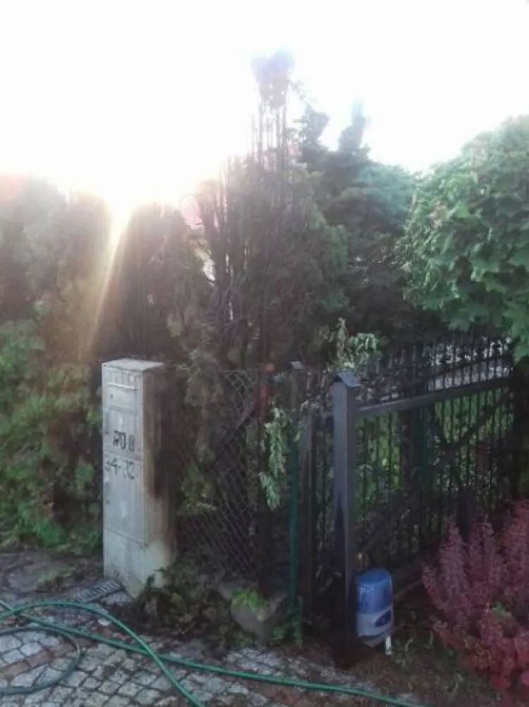 Pożar tui przy ogrodzeniu. W pobliżu znajdowała się skrzynka elektryczna