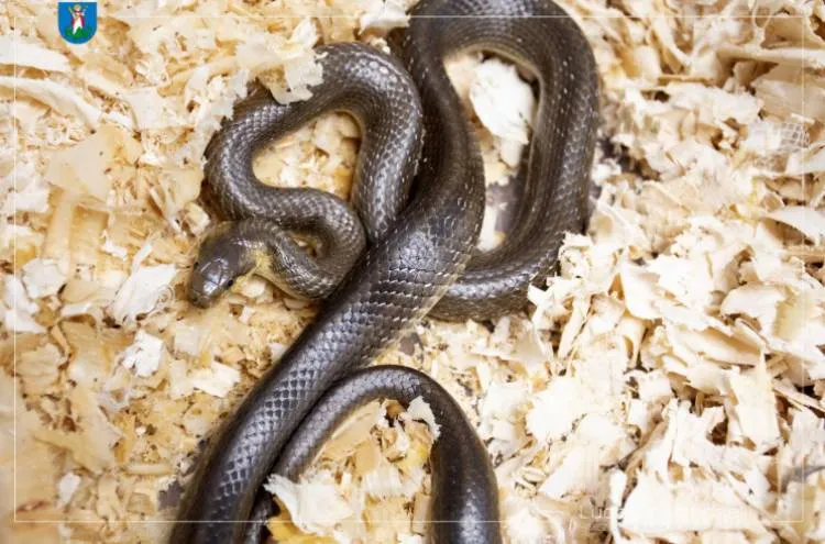 Strażnicy miejscy złapali w Nowym Sączu węża Eskulapa