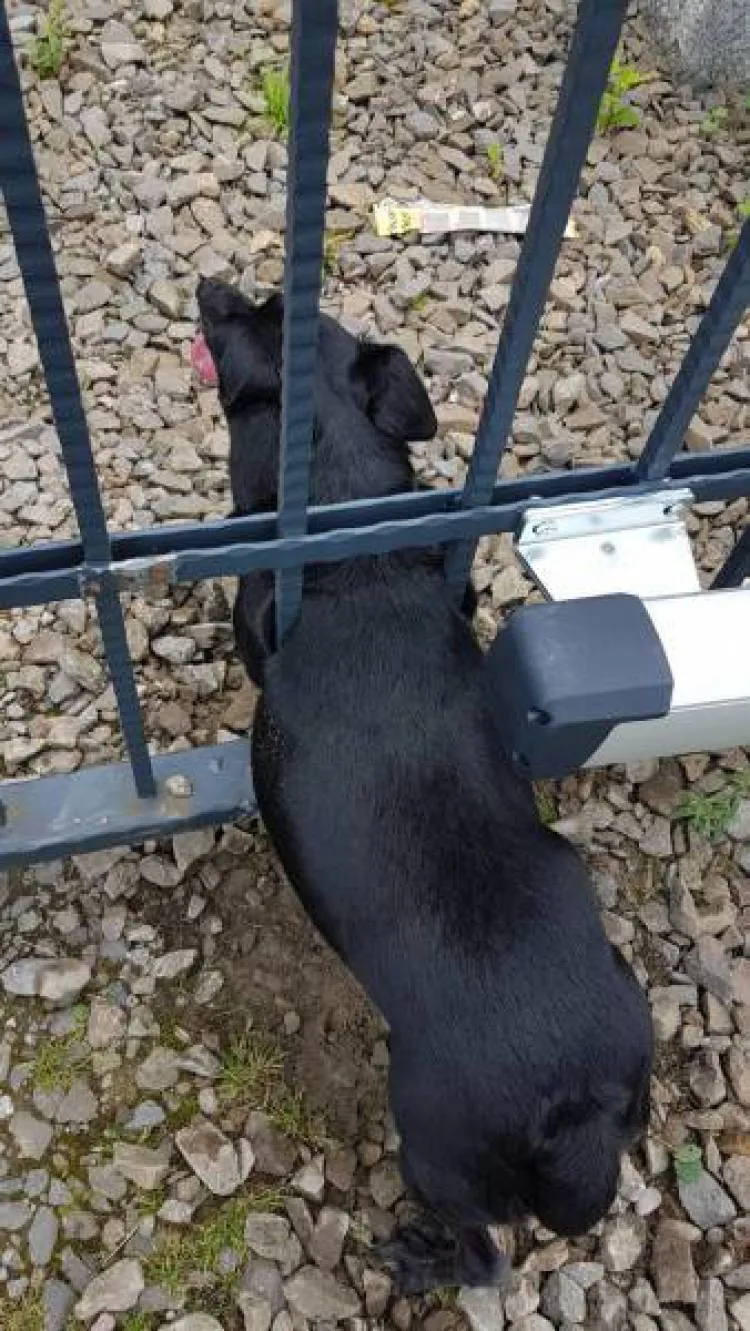 Strażacy pomogli wydostać się psu uwięzionemu w bramie ogrodzeniowej