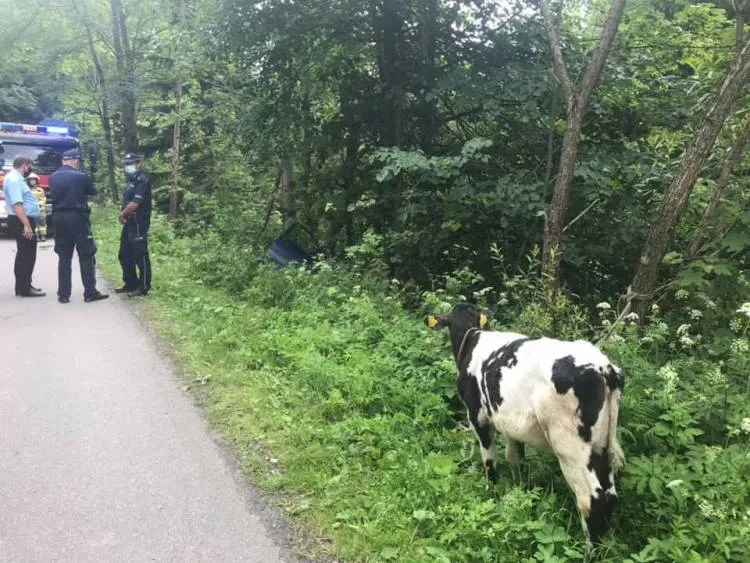Uhryń. Samochód osobowy zawisł na skarpie