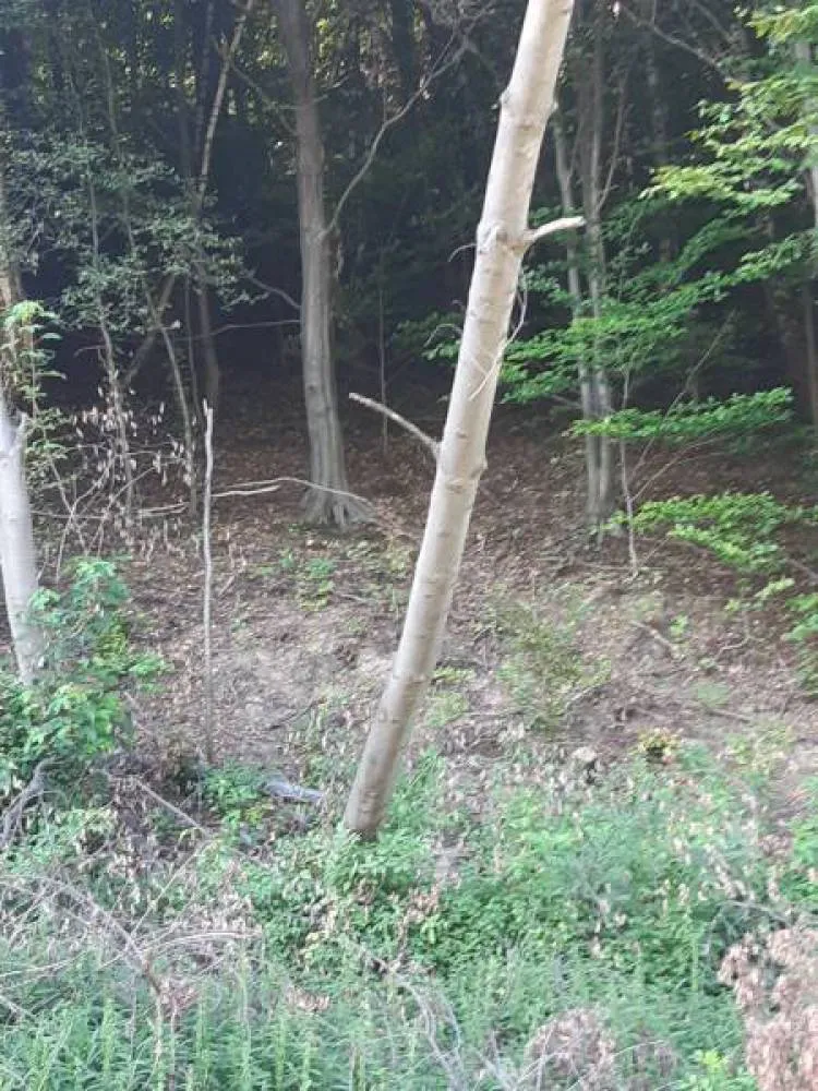 Barcice. Drzewo przewróciło się na linie energetyczne