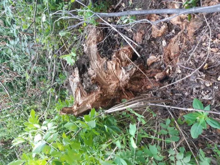 Barcice. Drzewo przewróciło się na linie energetyczne