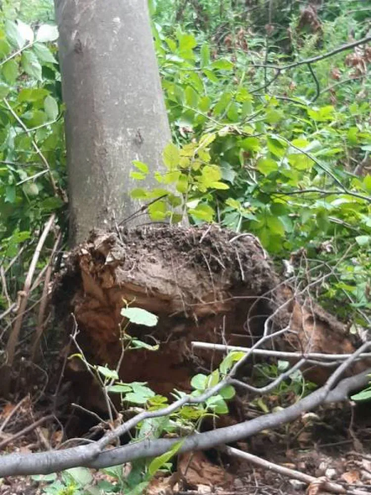 Barcice. Drzewo przewróciło się na linie energetyczne