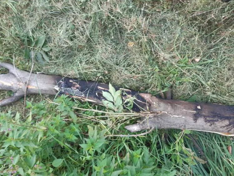 Barcice. Drzewo przewróciło się na linie energetyczne