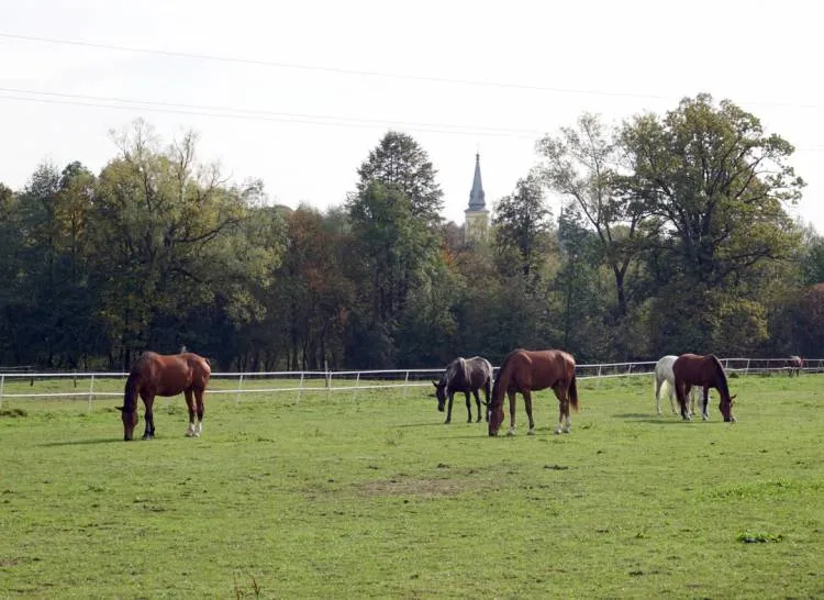 Powiatowy Zakład Aktywności Zawodowej w Nawojowej świętuje 5-lecie istnienia