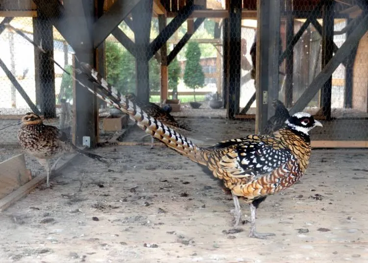 Powiatowy Zakład Aktywności Zawodowej w Nawojowej świętuje 5-lecie istnienia