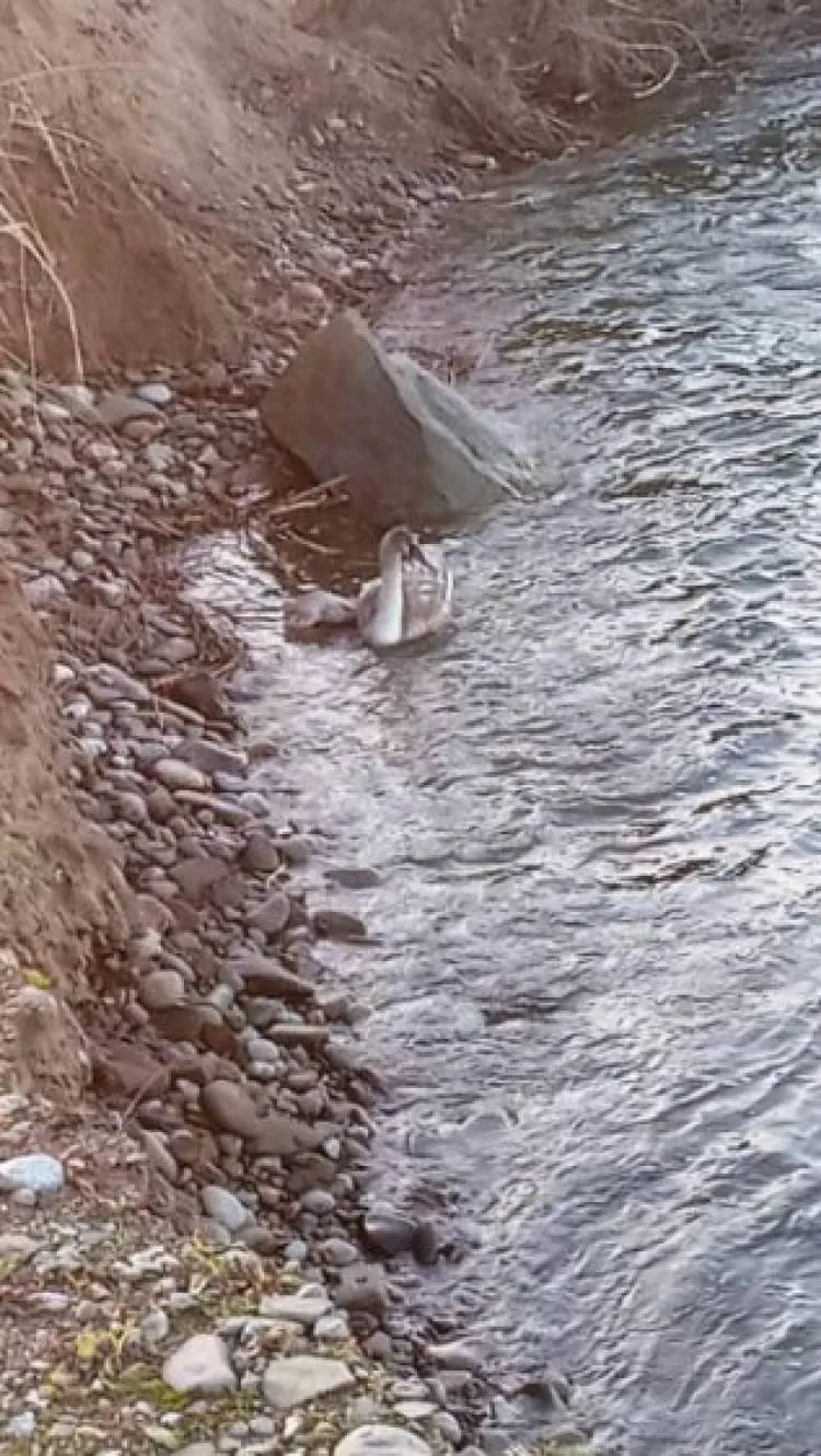 Strażacy pomogli łabędziowi ze zwichniętym skrzydłem