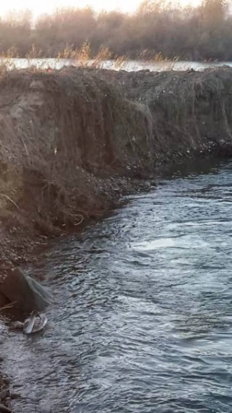 Strażacy pomogli łabędziowi ze zwichniętym skrzydłem