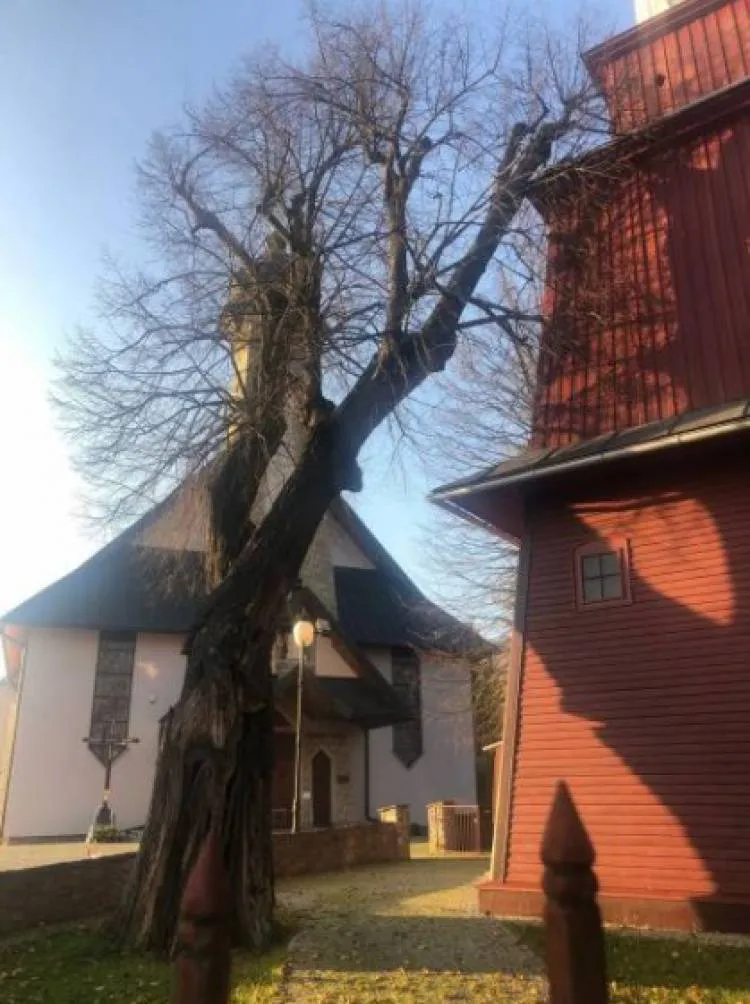 W Tyliczu konar drzewa oparł się o kościół. Interweniowali strażacy