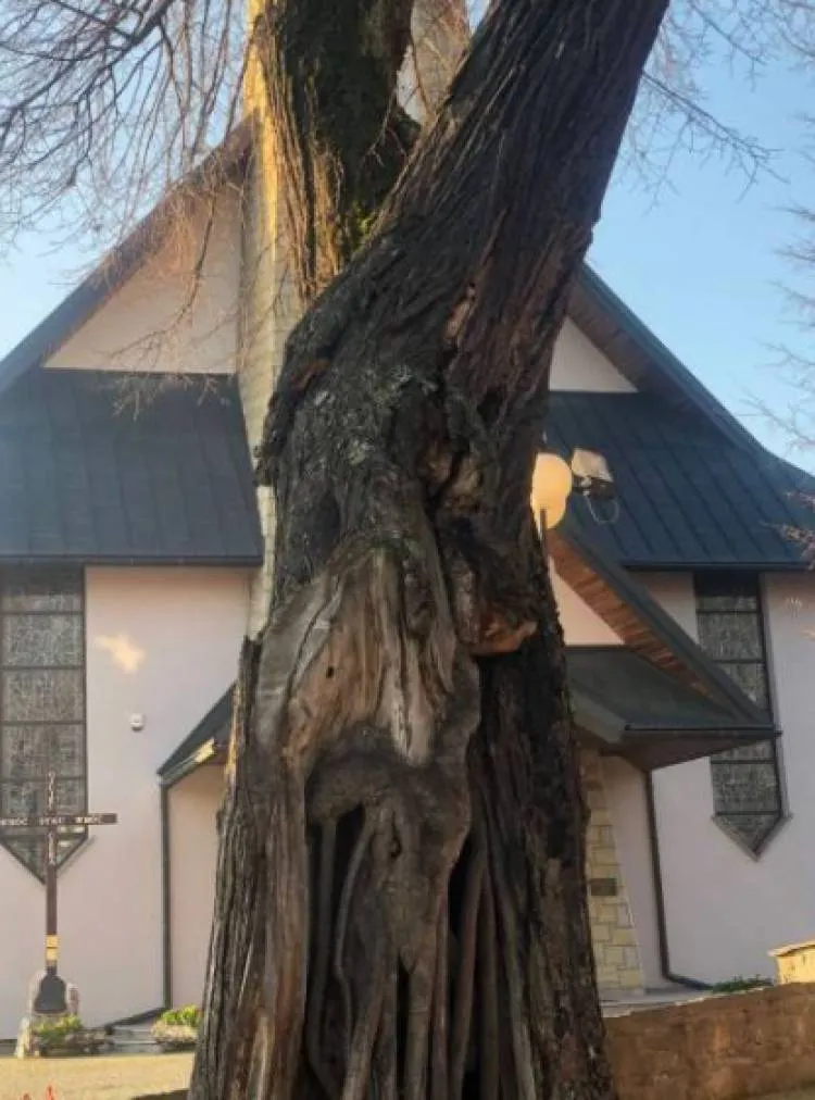 W Tyliczu konar drzewa oparł się o kościół. Interweniowali strażacy