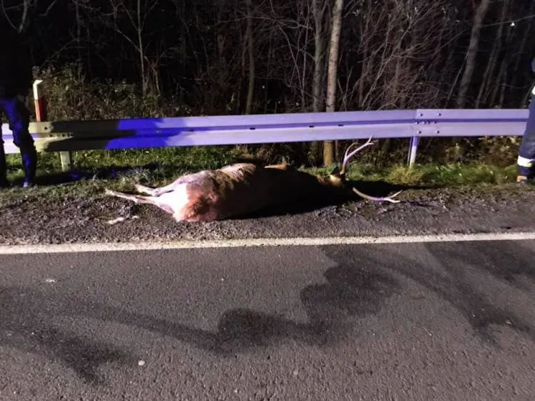 Łabowa: Osobówka zderzyła się z jeleniem