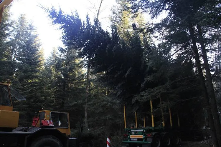 Choinka z Nawojowej stanęła pod oknem papieskim