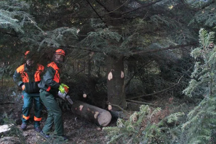 Choinka z Nawojowej stanęła pod oknem papieskim