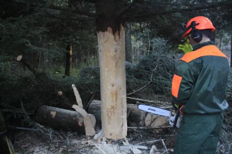 Choinka z Nawojowej stanęła pod oknem papieskim