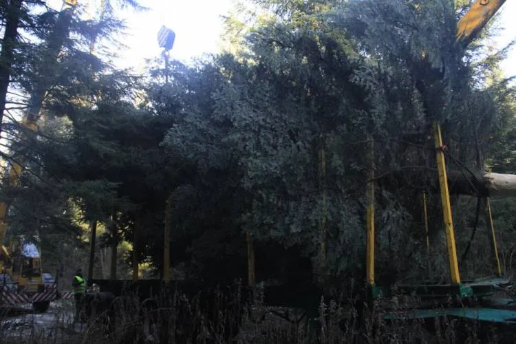 Choinka z Nawojowej stanęła pod oknem papieskim