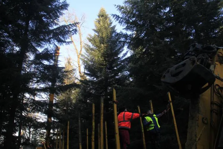Choinka z Nawojowej stanęła pod oknem papieskim