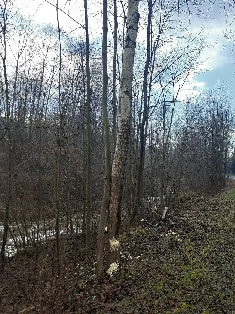 Drzewa nadgryzione przez bobry mogły spaść na drogę. Interweniowali strażacy
