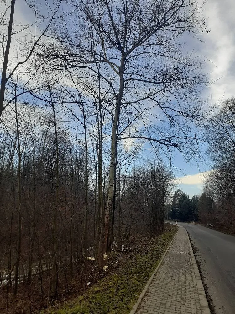 Drzewa nadgryzione przez bobry mogły spaść na drogę. Interweniowali strażacy