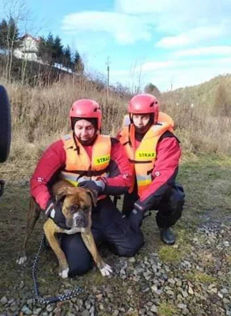 Piwniczna Zdrój, ul. Krynicka: Pies utknął na wysepce rzecznej. Pomogli strażacy i goprowcy