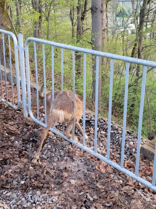 Krynica-Zdrój: sarna utknęła pomiędzy barierkami ogrodzenia. Pomogli strażacy