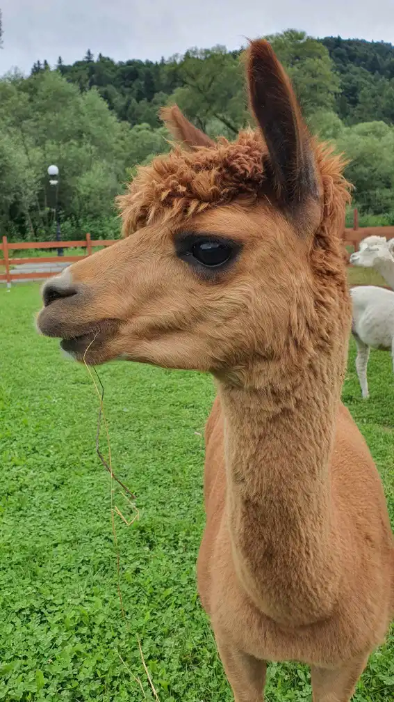 Nowy mieszkaniec alpakowej rodziny w Muszyńskich Ogrodach