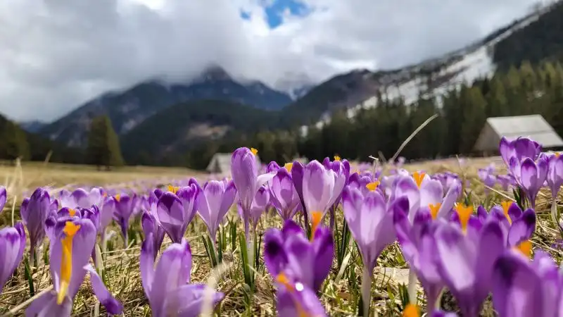 Szkolne Koło Ligi Ochrony Przyrody w ZS w Starym Sączu wyruszyło na poszukiwanie wiosny