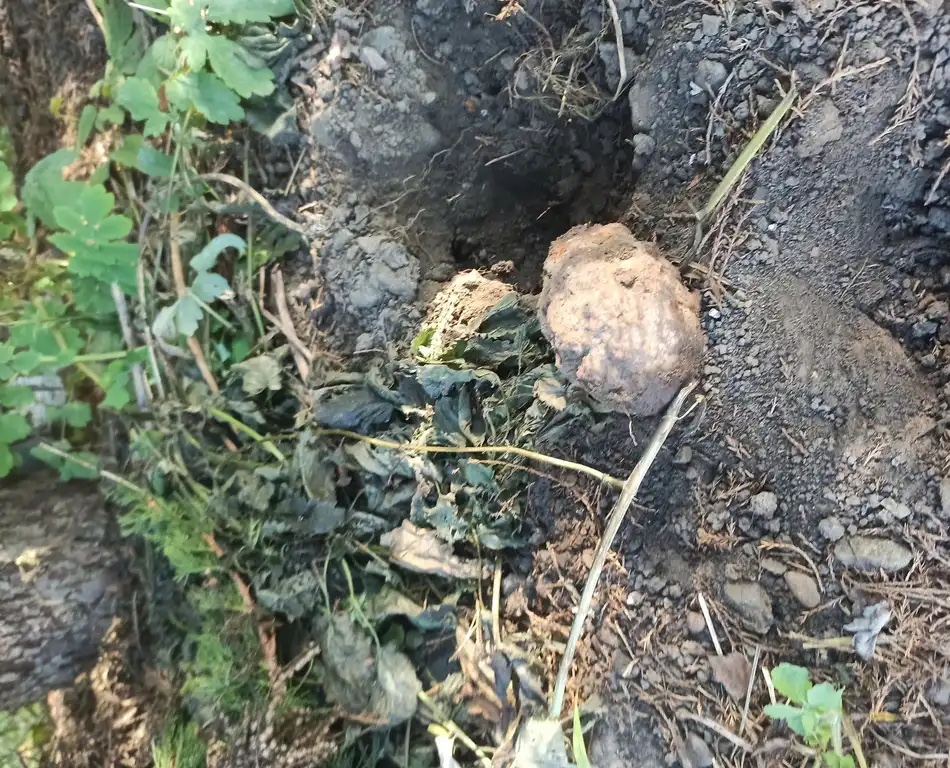 Kopała w ogródku. Nie spodziewała się na co natrafi