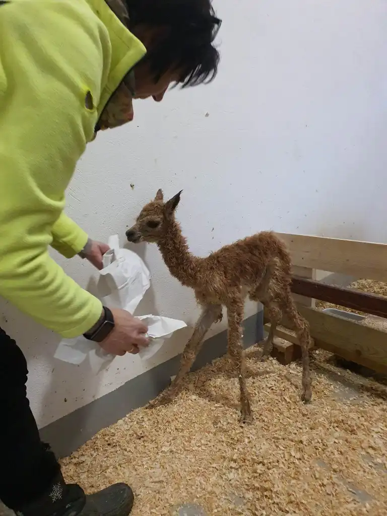 Nowy mieszkaniec muszyńskich ogrodów tematycznych