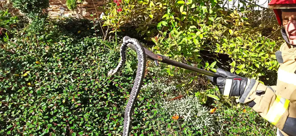 Węże na jednej z posesji w Krynicy-Zdroju. Interweniowali strażacy