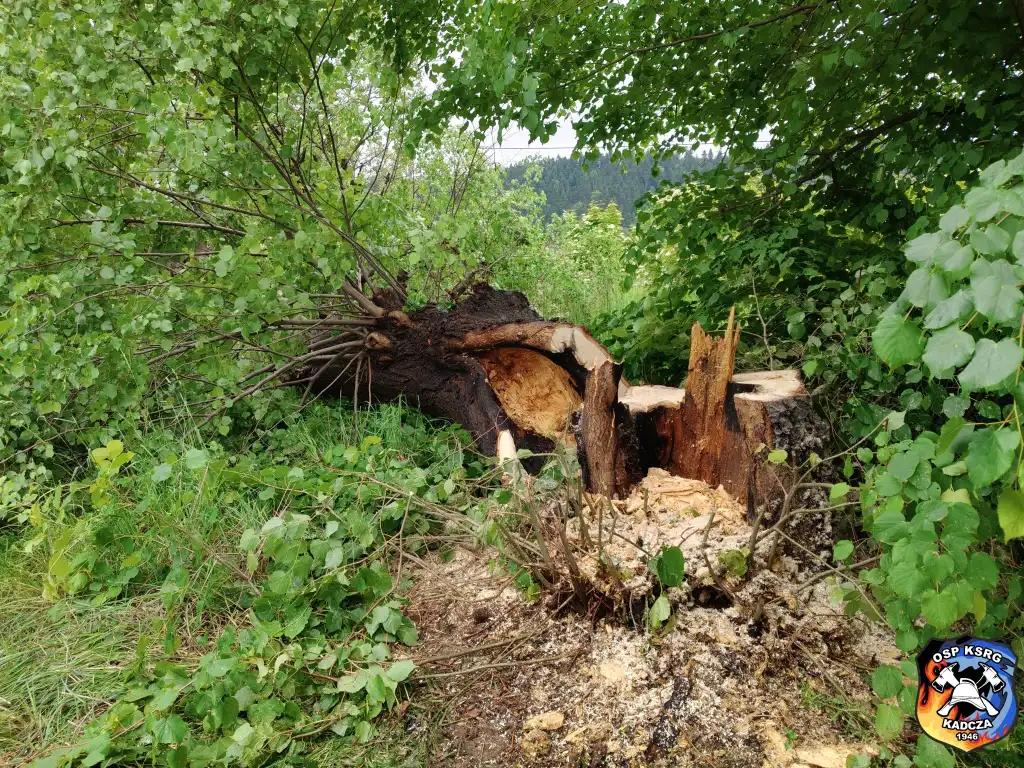 Akcja ratunkowa w Kadczy. Płonące drzewo i kierowca z dusznościami