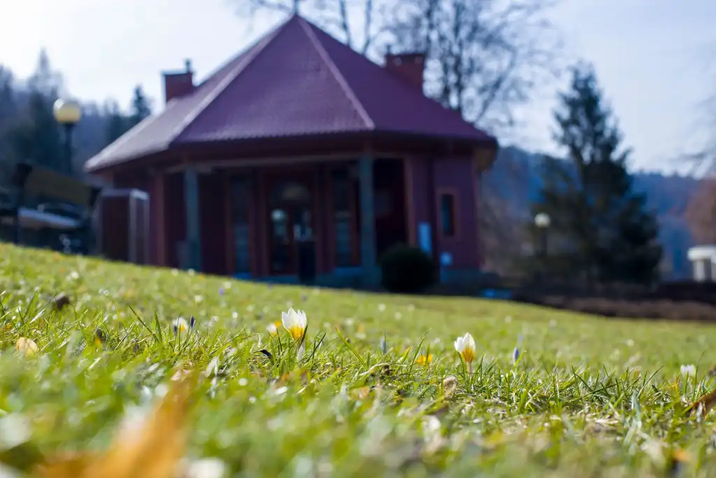 Krokusowy zawrót głowy w Muszynie