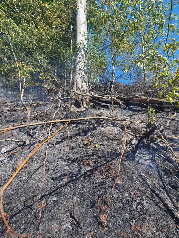 Pożar lasu w Żegiestowie. Z ogniem walczyło 12 zastępów straży