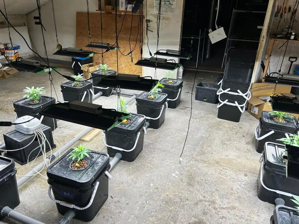 Śledczy z Nowego Sącza rozbili plantację konopi i wykryli nielegalny handel narkotykami