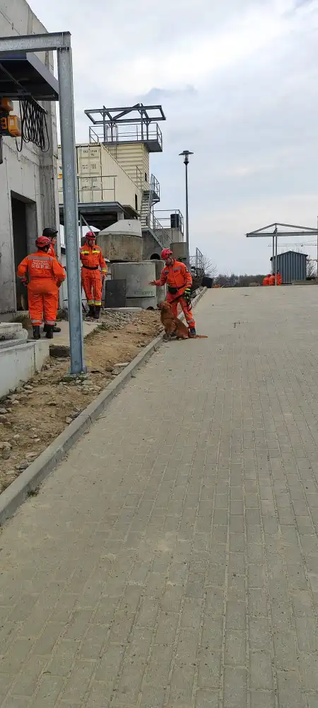 Czworonożni bohaterowie na gruzowiskach. Ćwiczenia ratownicze w Gdańsku