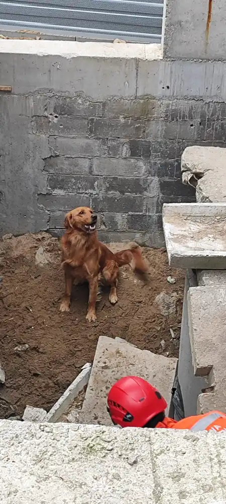 Czworonożni bohaterowie na gruzowiskach. Ćwiczenia ratownicze w Gdańsku