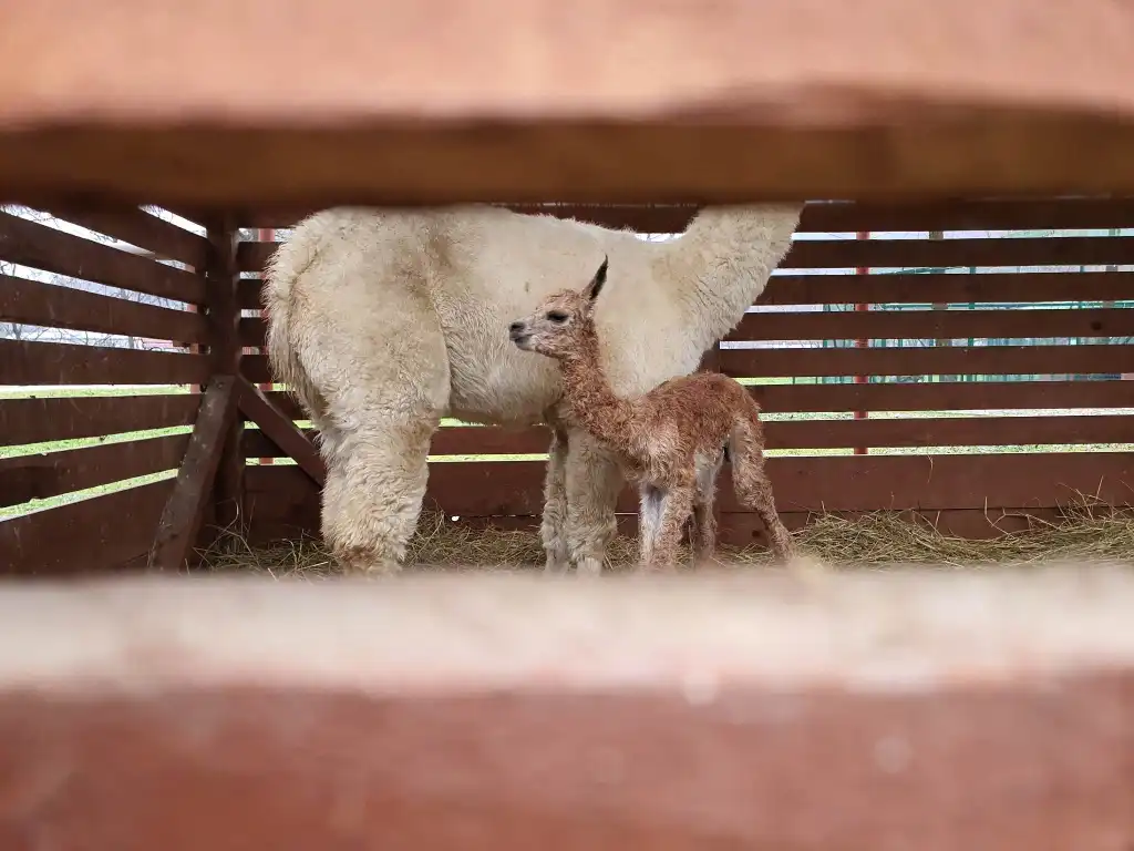 Nowy mieszkaniec muszyńskich ogrodów tematycznych