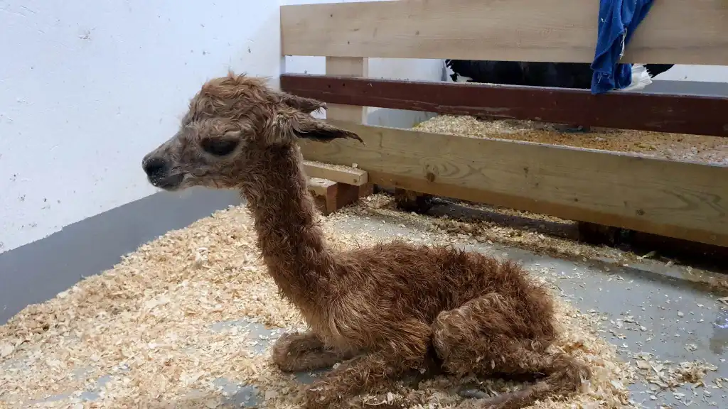 Nowy mieszkaniec muszyńskich ogrodów tematycznych