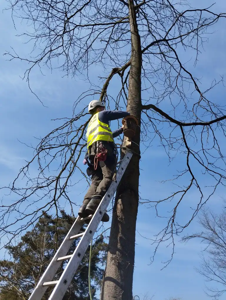 Pracownicy MZGKiM w Piwnicznej-Zdroju zamontowali budki lęgowe dla ptaków