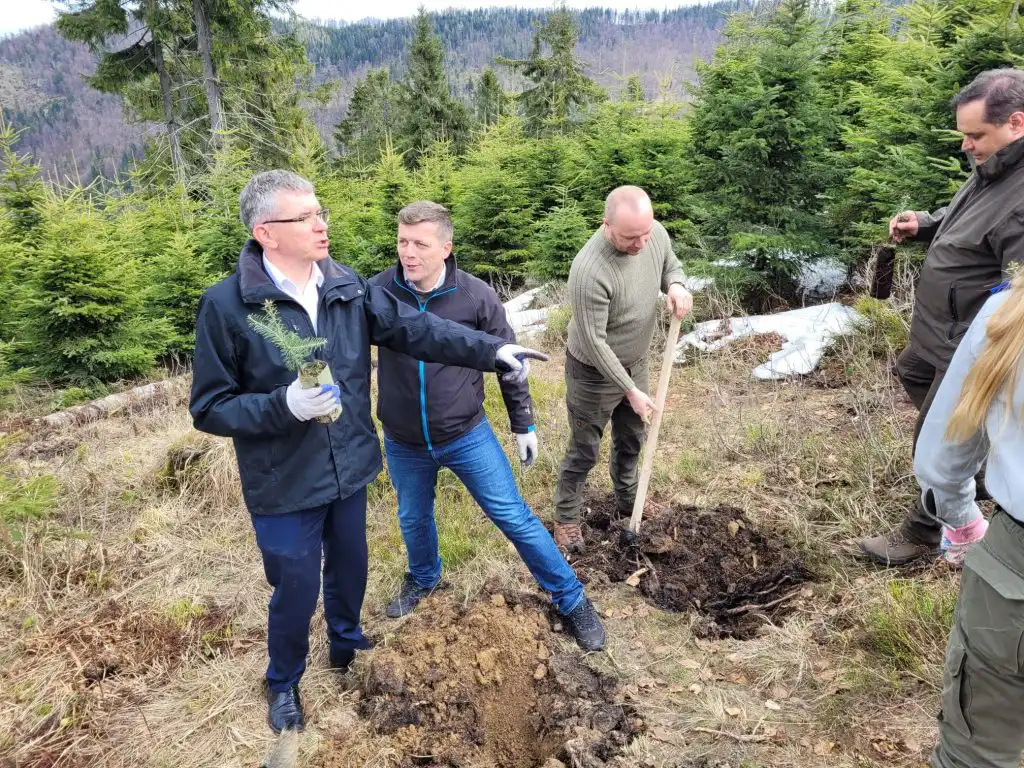 Pod Przehybą posadzono blisko tysiąc młodych jodeł