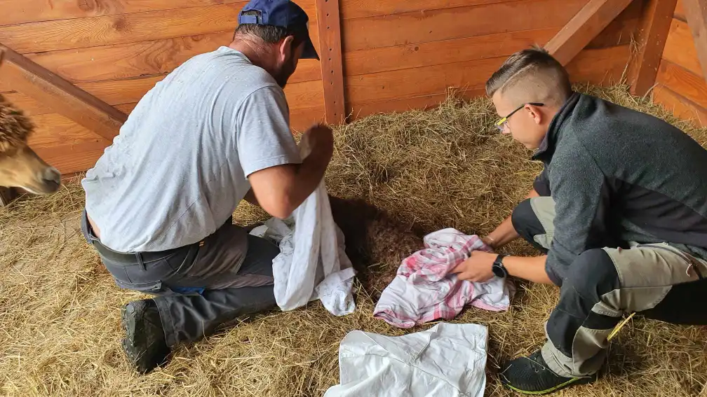 Nowy mieszkaniec alpakowej rodziny w Muszyńskich Ogrodach