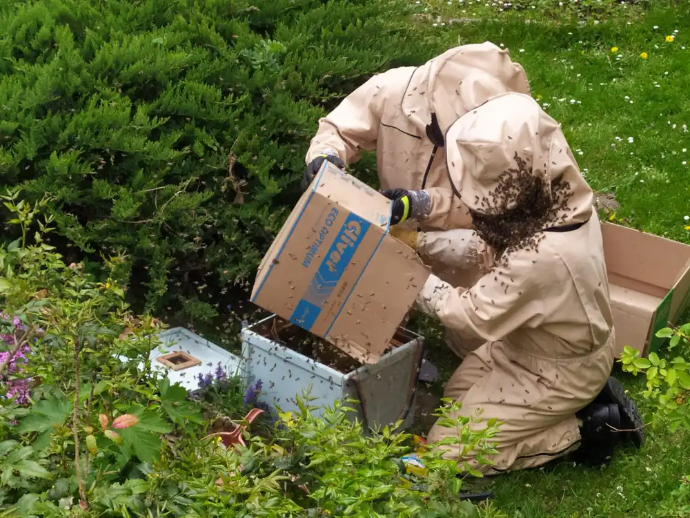 Krynica-Zdrój: Rój pszczół zagrażał przechodniom. Pomogli strażacy