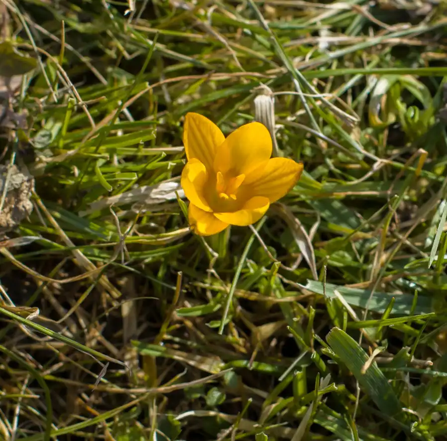 Krokusowy zawrót głowy w Muszynie