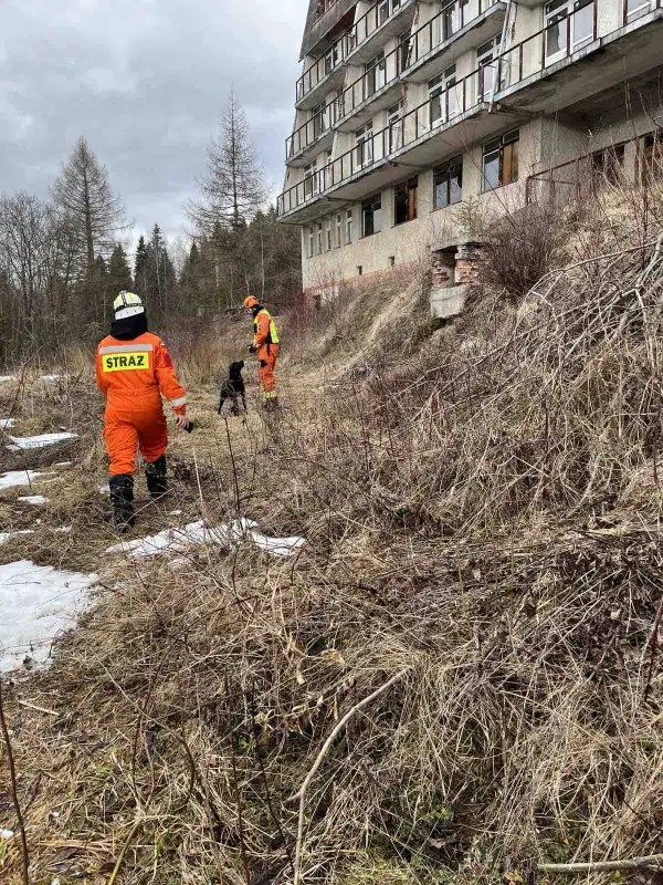 Próba w opuszczonym hotelu. Psy ratownicze OSP Nowy Sącz na szkoleniu