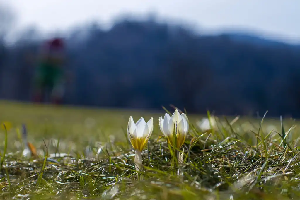 Krokusowy zawrót głowy w Muszynie