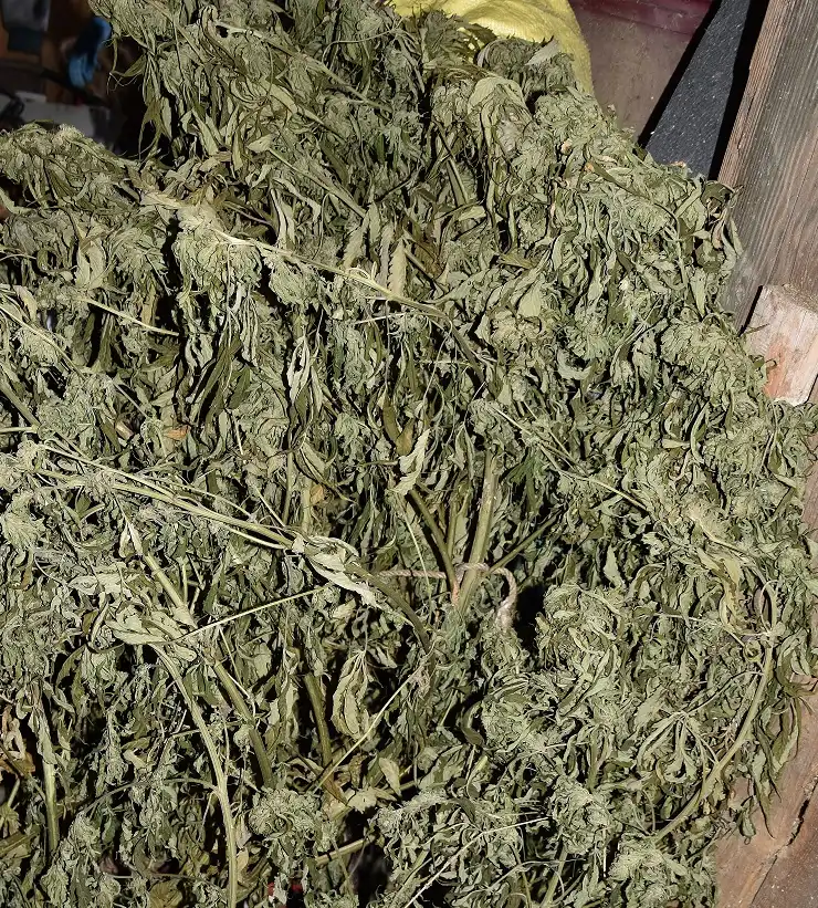 Posiadał ponad 22 kg narkotyków. 30-letni mieszkaniec Limanowej trafił do aresztu